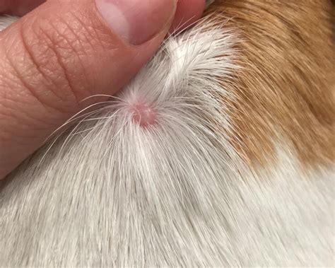 10 most common causes Pimples Cherry Angioma Skin cyst Lipoma Wart Basal Cell Carcinoma. . My westie has bumps on her back